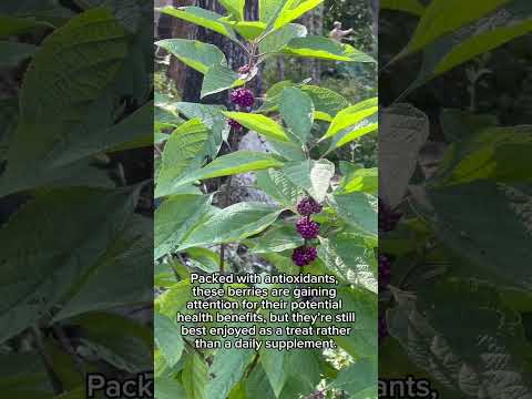 These Gorgeous Purple Berries Have a Secret Superpower! #WildEdibles #NaturalRemedies #BugRepellent