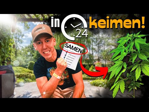 Cannabis Samen Keimen lassen 🤩 Die 3 besten Methoden GETESTET!