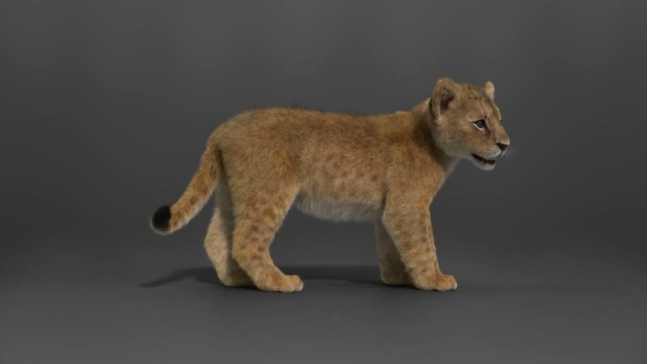 Lion Cub Rigged Animated 3D Model