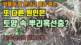 가지 고추 토마토 등 작물이 안크고 말라죽는 원은은 토양속 뿌리혹선충도 하나의 원인이며 뿌리에 있는 혹 보세…