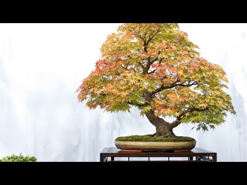 Bonsai tree exhibition 2021 part 12