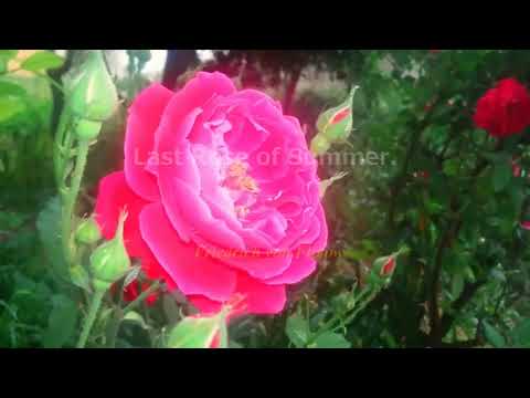 Martha/ Act 2-Last Rose of Summer. Friedrich von Flotow.