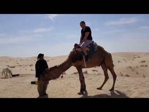 Falling off a camel head first.