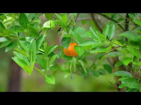 124 Glenview Road, Palmview, QLD 4553, 4 slaapkamers, 2 badkamers, House