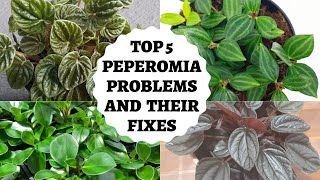Peperomia Plant problems- Top 5