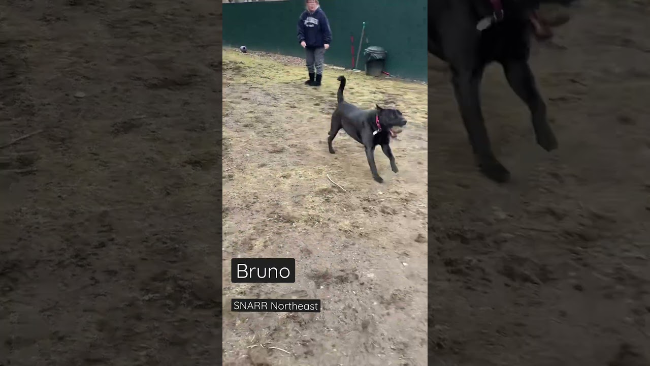 Enlarge Bruno aka Mr. WooWoo, a Adoptable mixed breed in Brewster , NY video 5/5