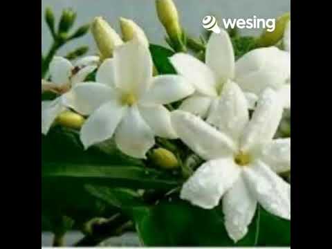 Melati Suci (Vocal duet with mg 6693)