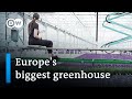 The Cutting Edge Technology Of Europe S Biggest Greenhouse DW News