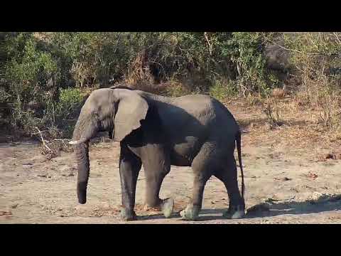 Djuma: Lone Elephant - 16:12 - 08/25/20