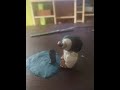 Pingu Episodio 77 42 Grados De Calor Pingu Y Pinga
