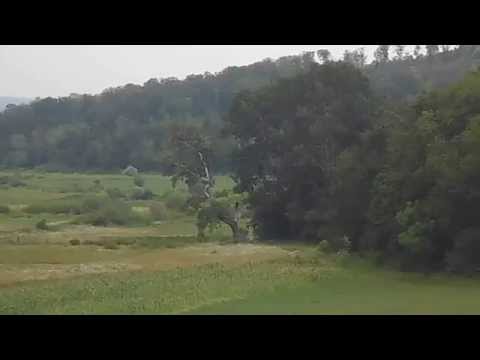 Plopul de la Rafaila (2)