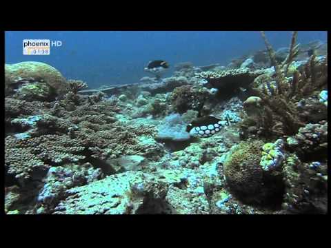 Revolution am Riff   Hoffnung für die Fische HD Doku Teil 2 2 1