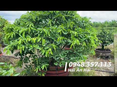 Bấm chặn đọt tạo tàn mai đến khi nào ngưng.