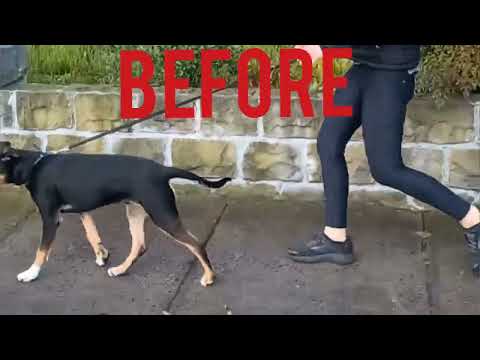 K9 Craftsman. Police-Trained. Breed Specific. One-Session Fixes. video.