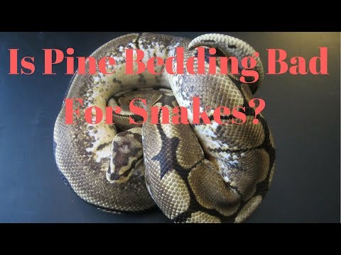 YouTube video about: Can you use pine bedding for snakes?