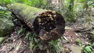 🇦🇺Travelogue - A walk in the park - #australia #brisbane #nationalpark #療癒 #walk #travel