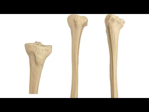 Quiz: Femur, Tibia, Fibula