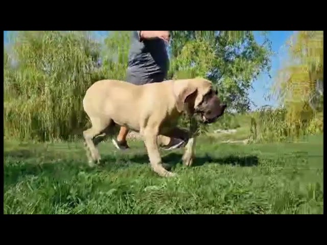 English Mastiff puppy for sale