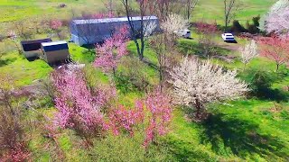 YARD FULL OF FRUIT TREES / Flowering In Spring - WOW!!!!!!
