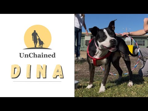 Meet Dina: A Star Pup Looking for Her Forever Home!
