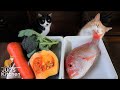Homemade Cat Food Fish Jelly Terrine