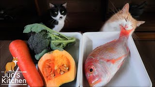 Nagi touching the chicken at  made me laugh 😆 - Homemade Cat Food (Fish Jelly Terrine)