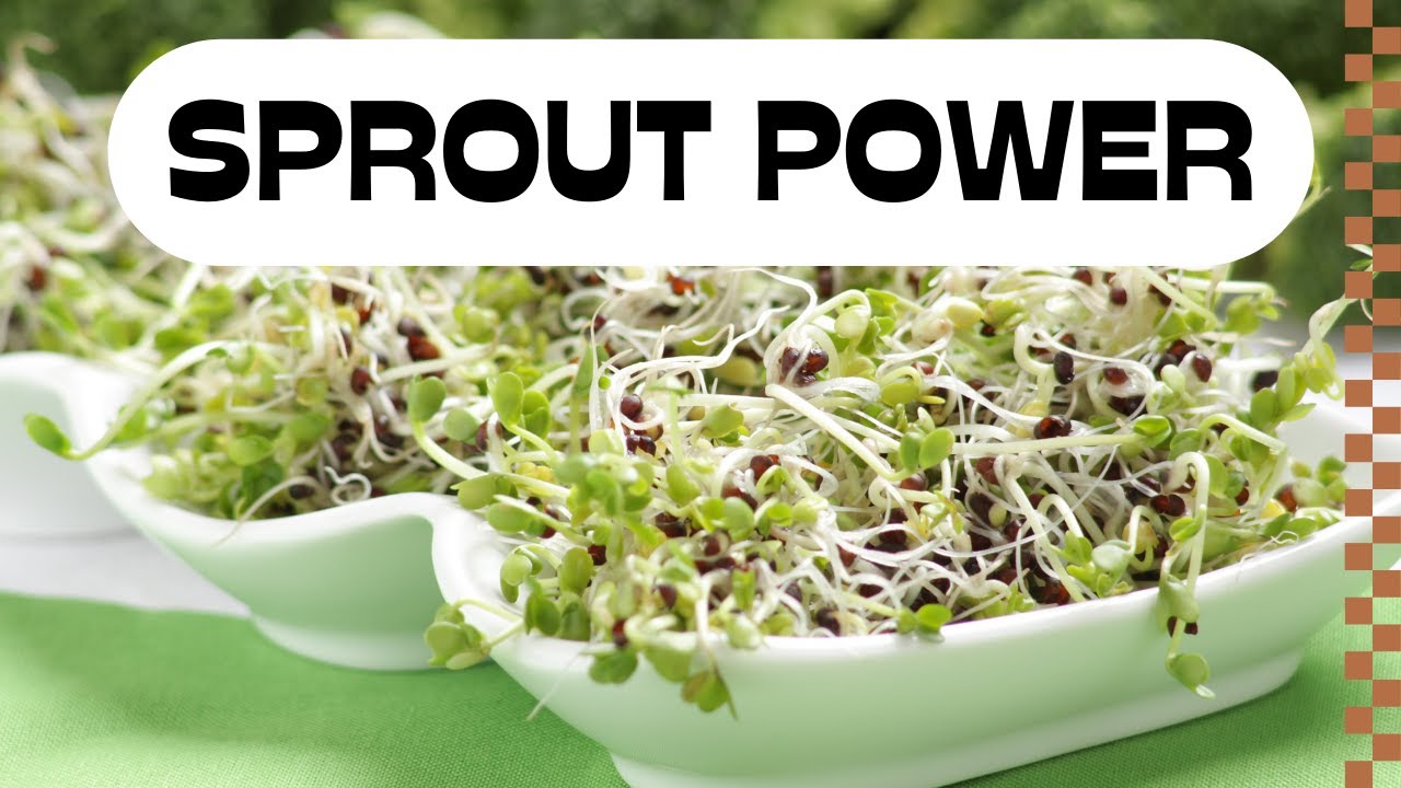 Why You Need Broccoli Sprouts Every Day