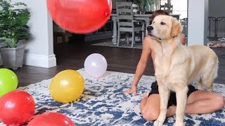 DOGS REACT TO SEEING BALLOONS FOR THE FIRST TIME!