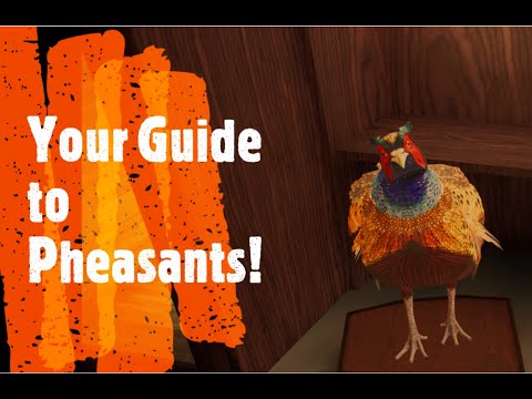 Your Guide to Pheasants! Quick and Simple Hunting Info - Hunting Simulator 2