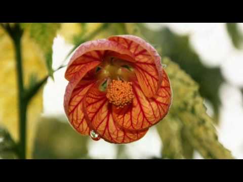 Brüssel -  Leuven -  Antwerpen