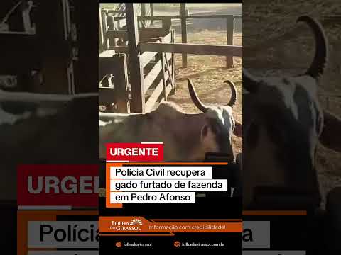 Gado furtado em Pedro Afonso, é localizado em Conceição e Jaú, diz PC