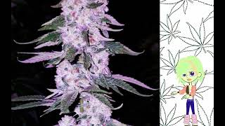 Ethos Hash Plant   Ethos Genetics