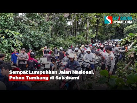 Sempat Lumpuhkan Jalan Nasional, Pohon Tumbang di Sukabumi