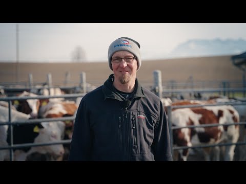 Auswirkungen der Massentierhaltungsinitiative auf die Haltung der Kälber von Andi Knecht