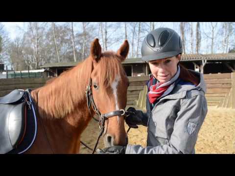 Breaking in young horses: Mounting and riding for the first time!