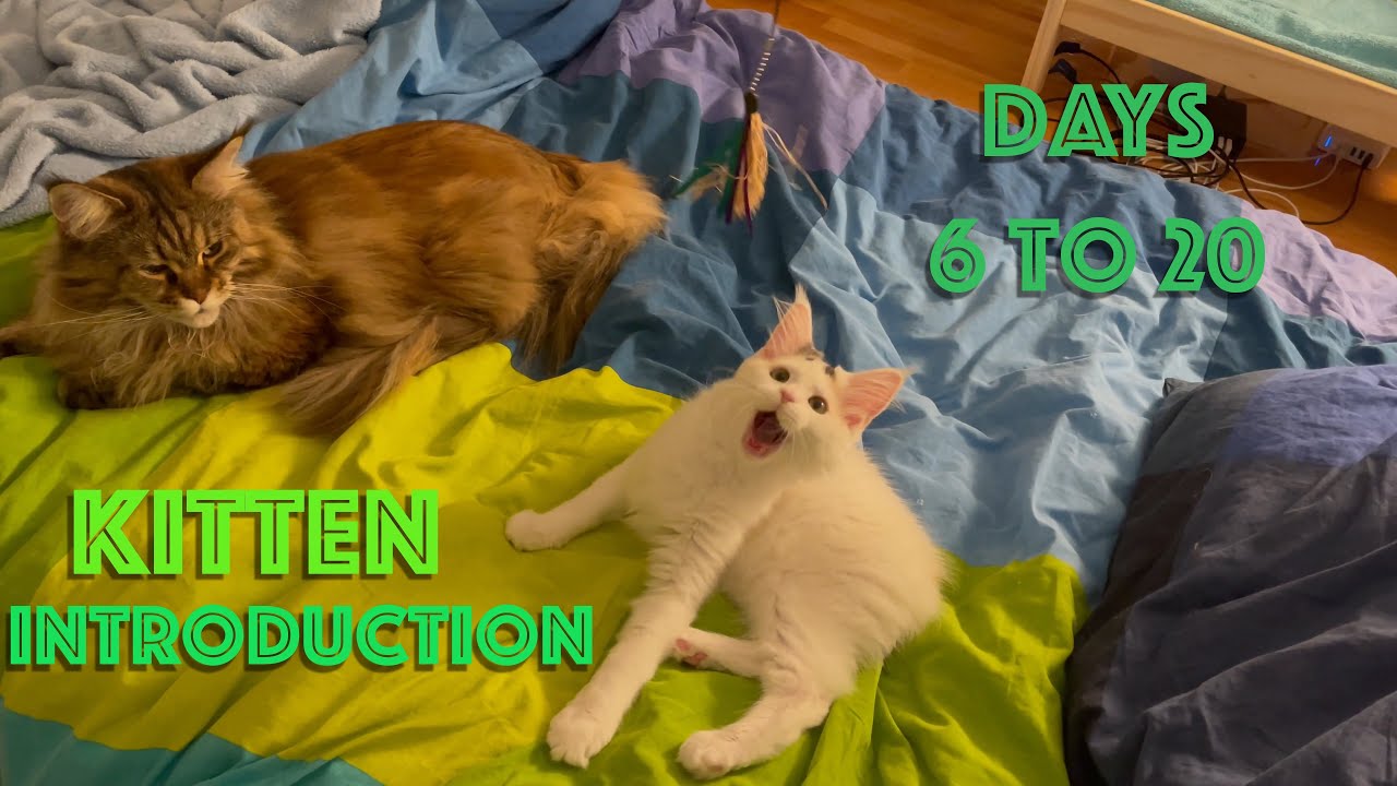 Maine Coon Kitten Introduction - Sixth to 20th Day