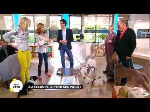 download lagu mp3 mp4 Golden Retriever Perte De Poil, download lagu Golden Retriever Perte De Poil gratis, unduh video klip Golden Retriever Perte De Poil