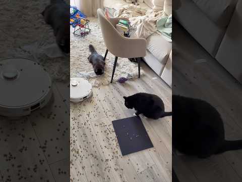 Уехали в отпуск без котов 💔