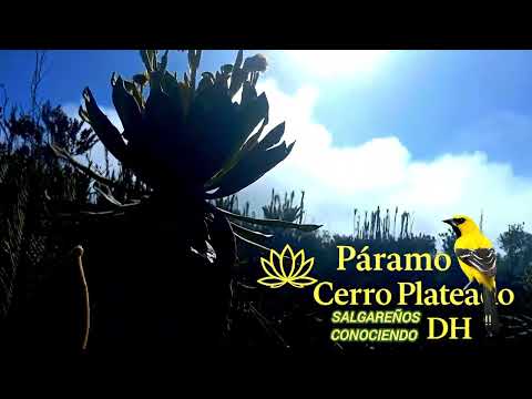 Cerro plateado salgar Antioquia