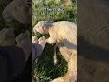 MUMMA NEEDS HELP Assisting With A Lamb Birth