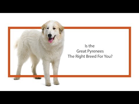 Great Pyrenees