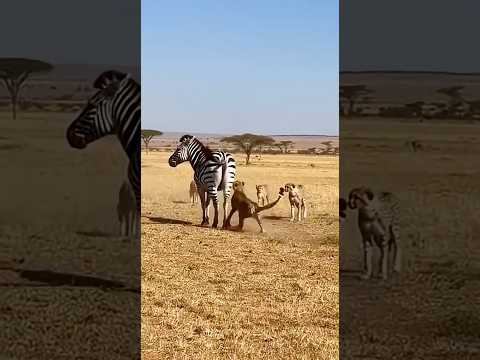 뭔가 어설픈 치타의 사냥 실력 🐆😂 The Awkward Hunting Skills of a Cheetah