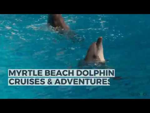 image-Are there dolphins at Myrtle Beach?