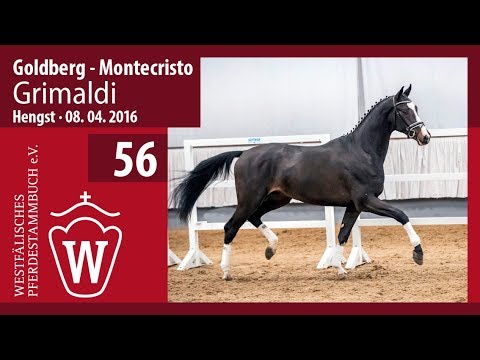 56 Grimaldi Hengst v. Goldberg - Montecristo