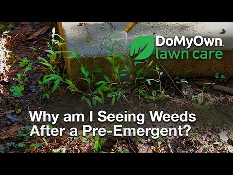  Why Am I Seeing Weeds After a Pre-Emergent? - Weed Control Tips Video 