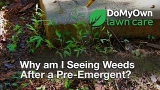 Why Am I Seeing Weeds After a Pre-Emergent? - Lawn Care Tips | DoMyOwn.com