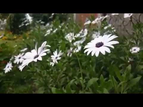 best ghazal | Flowers