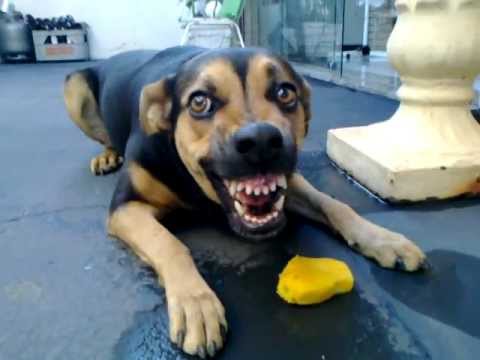 download lagu mp3 mp4 Cao Chupando Manga, download lagu Cao Chupando Manga gratis, unduh video klip Cao Chupando Manga