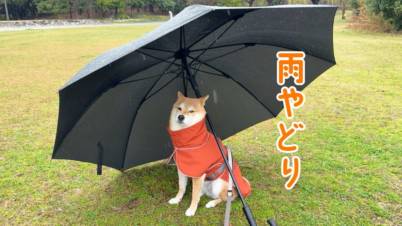 パパの傘でひっそり雨宿りする柴犬が可愛い