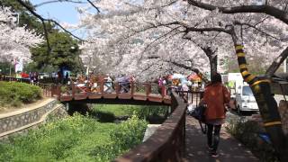 preview picture of video 'korea cherry blossom festival in jenhae'